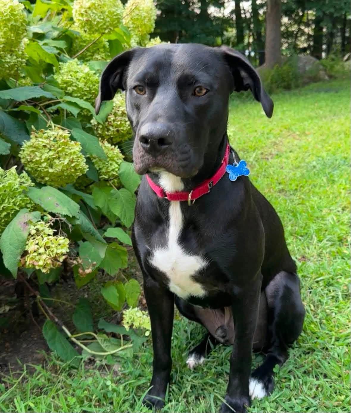 Ender, Adopted, Young Male Labrador Retriever.