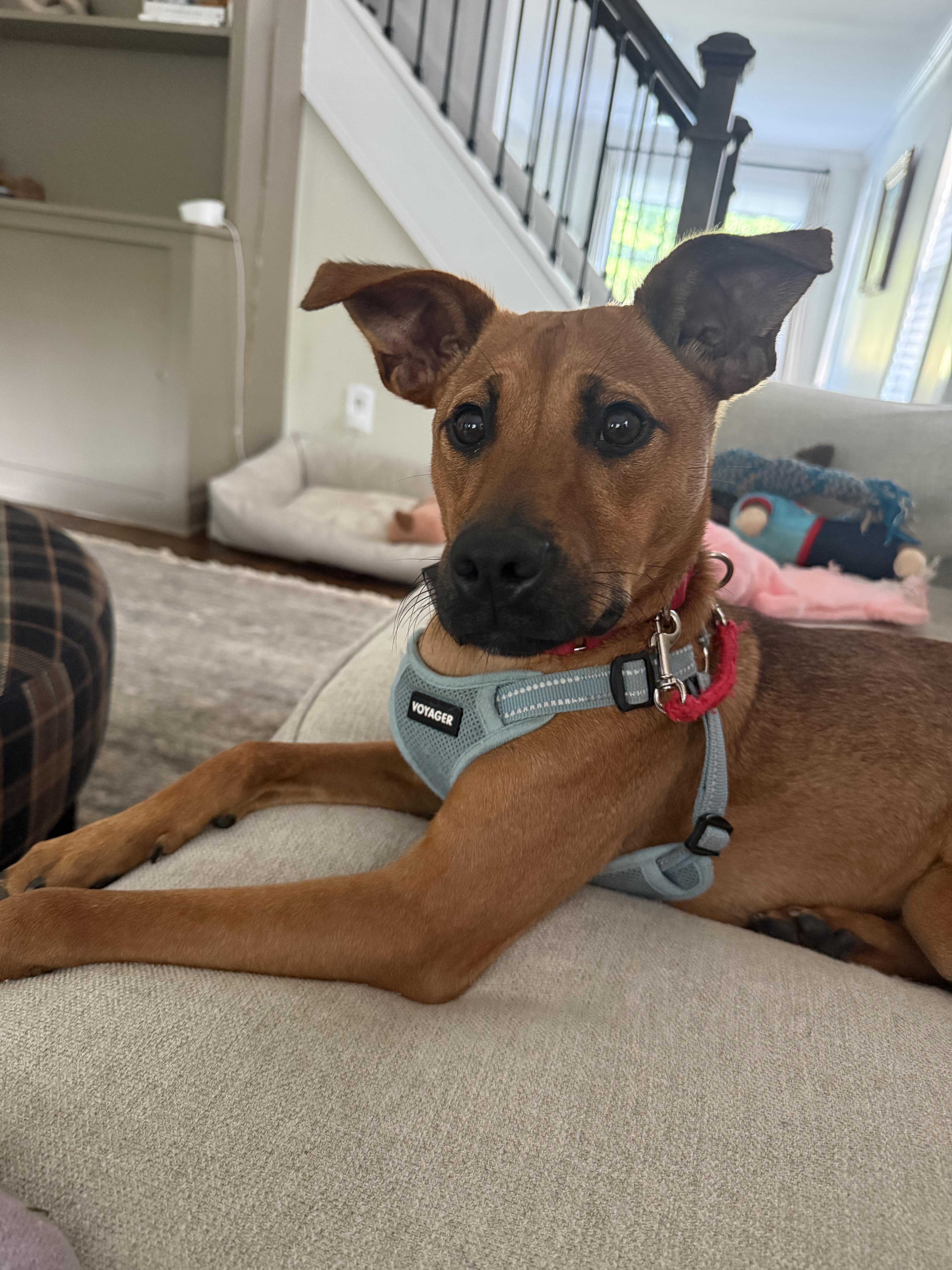 Troya, a Adoptable Mixed Breed in Morristown, NJ image 5/5