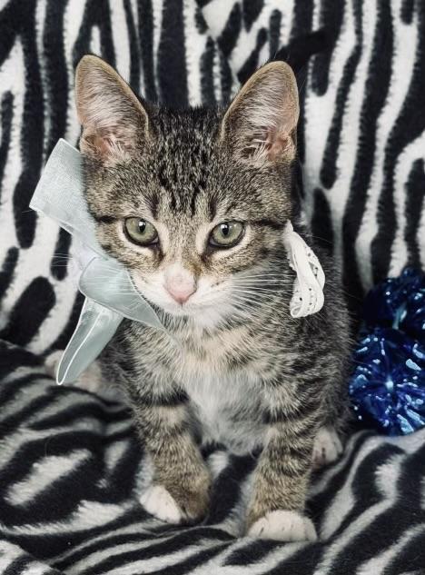 Baxter, ADOPTABLE, Kitten Male Tiger.