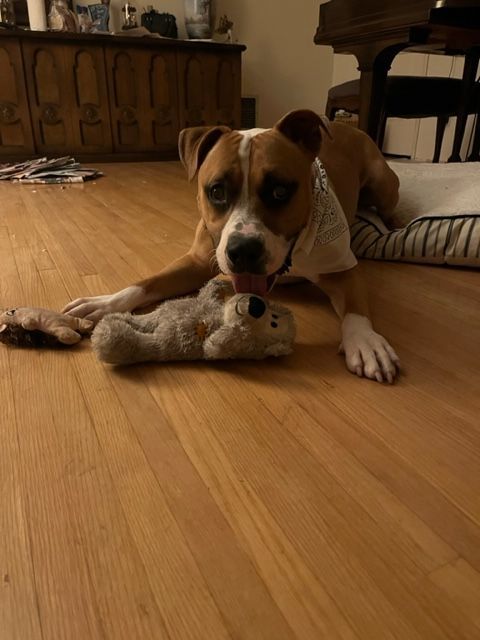 Plex, a Adopted Pit Bull Terrier in Los Osos, CA image 1/12