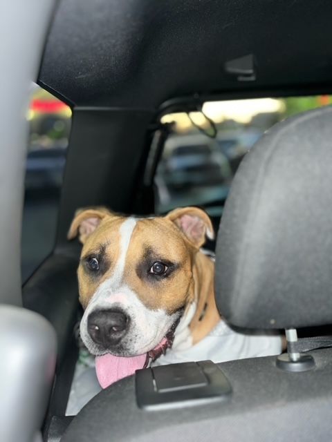 Plex, a Adopted Pit Bull Terrier in Los Osos, CA image 2/12