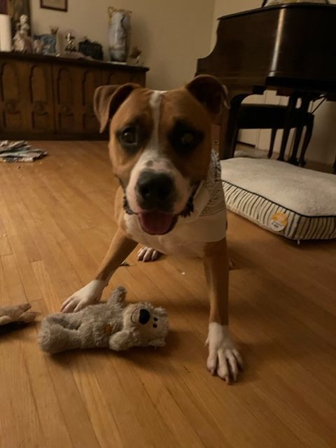 Plex, a Adopted Pit Bull Terrier in Los Osos, CA image 3/12