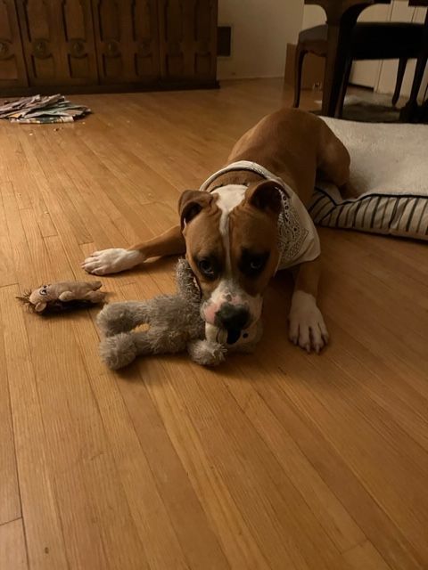 Plex, a Adopted Pit Bull Terrier in Los Osos, CA image 4/12