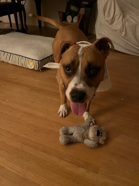 Plex, a Adopted Pit Bull Terrier in Los Osos, CA image 5/12