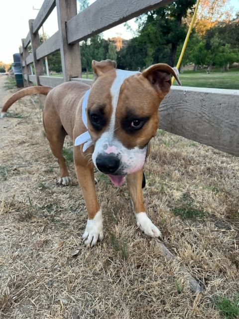 Plex, a Adopted Pit Bull Terrier in Los Osos, CA image 6/12