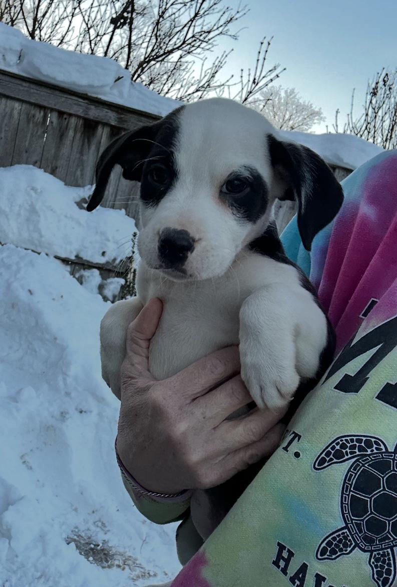 The Darkest Night, ADOPTABLE, Puppy Female Boxer & Labrador Retriever.