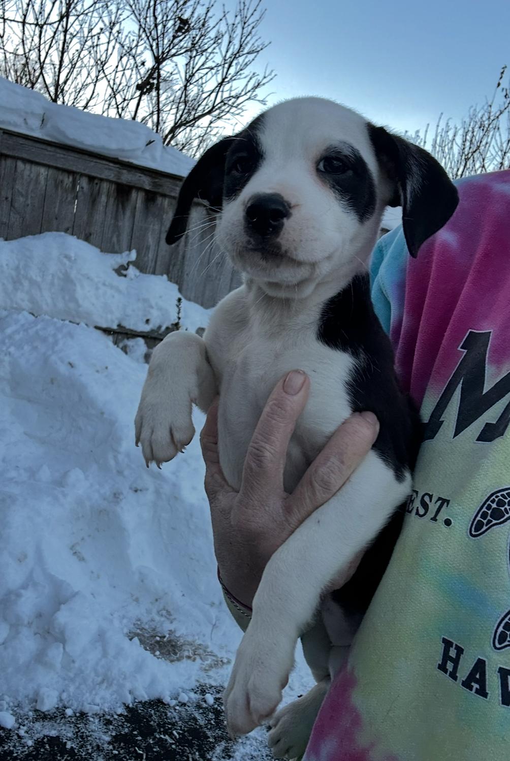 The Darkest Night, a ADOPTABLE mixed breed in Arlington Heights, IL image 2/5