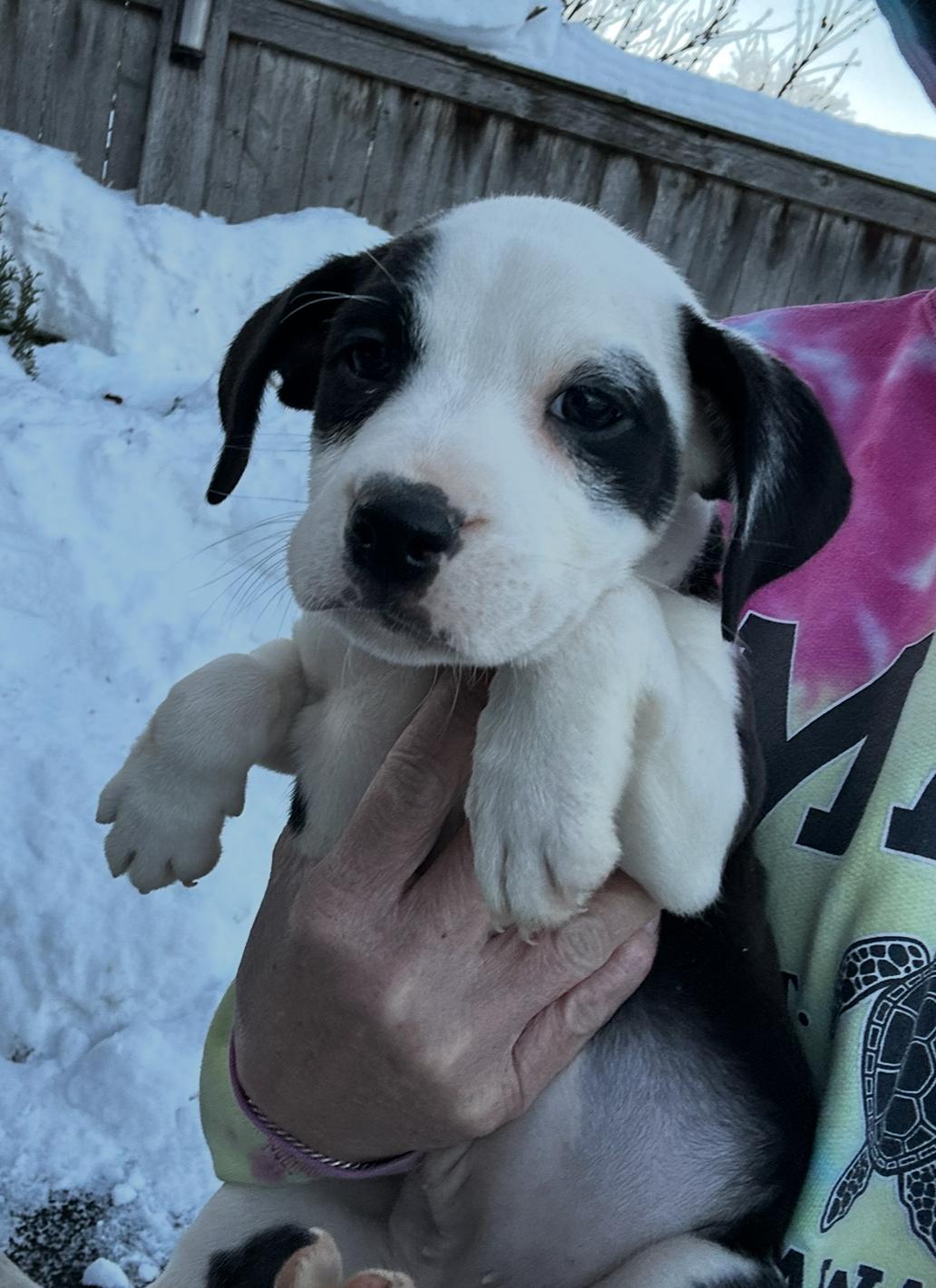 The Darkest Night, a ADOPTABLE mixed breed in Arlington Heights, IL image 3/5