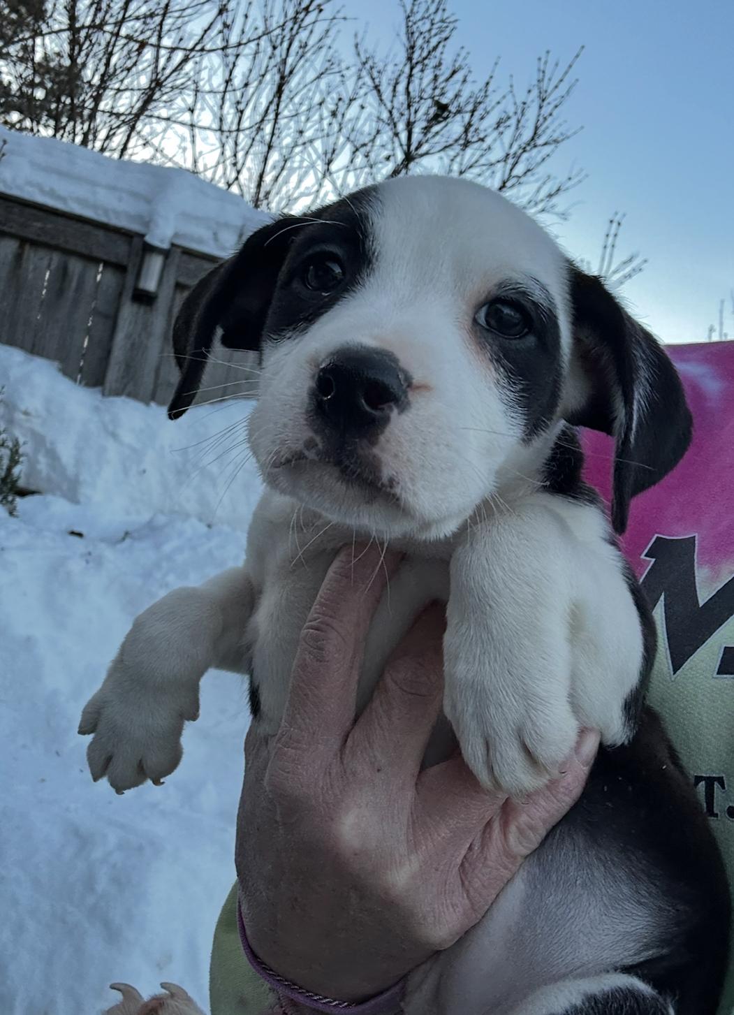 The Darkest Night, a ADOPTABLE mixed breed in Arlington Heights, IL image 4/5