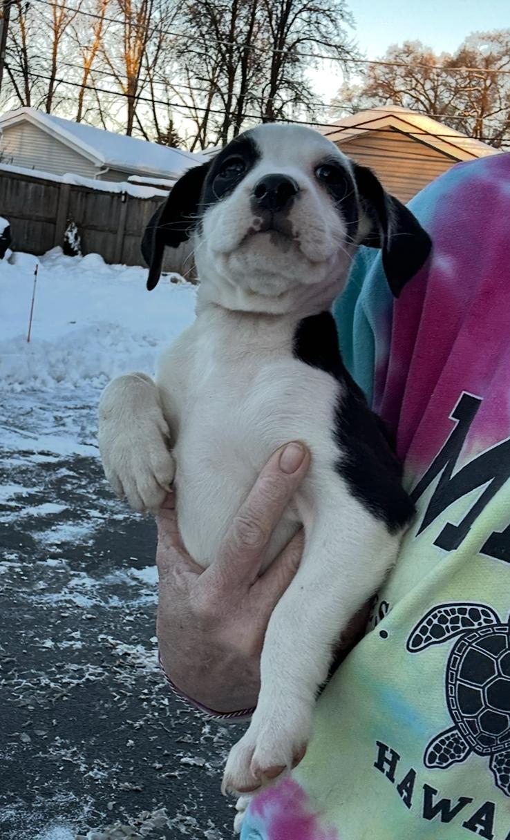 The Darkest Night, a ADOPTABLE mixed breed in Arlington Heights, IL image 5/5