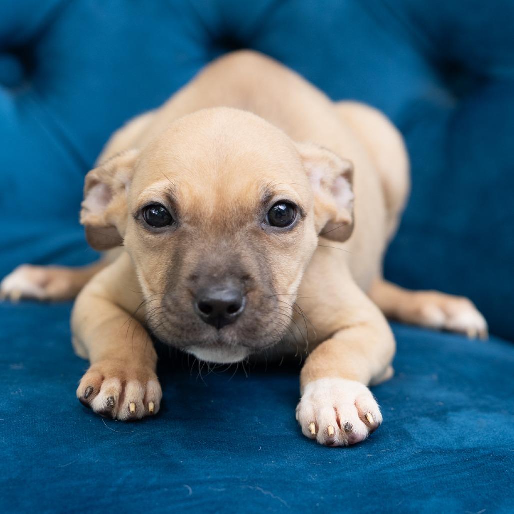 Maggie, ADOPTABLE, Puppy Female Pit Bull Terrier.