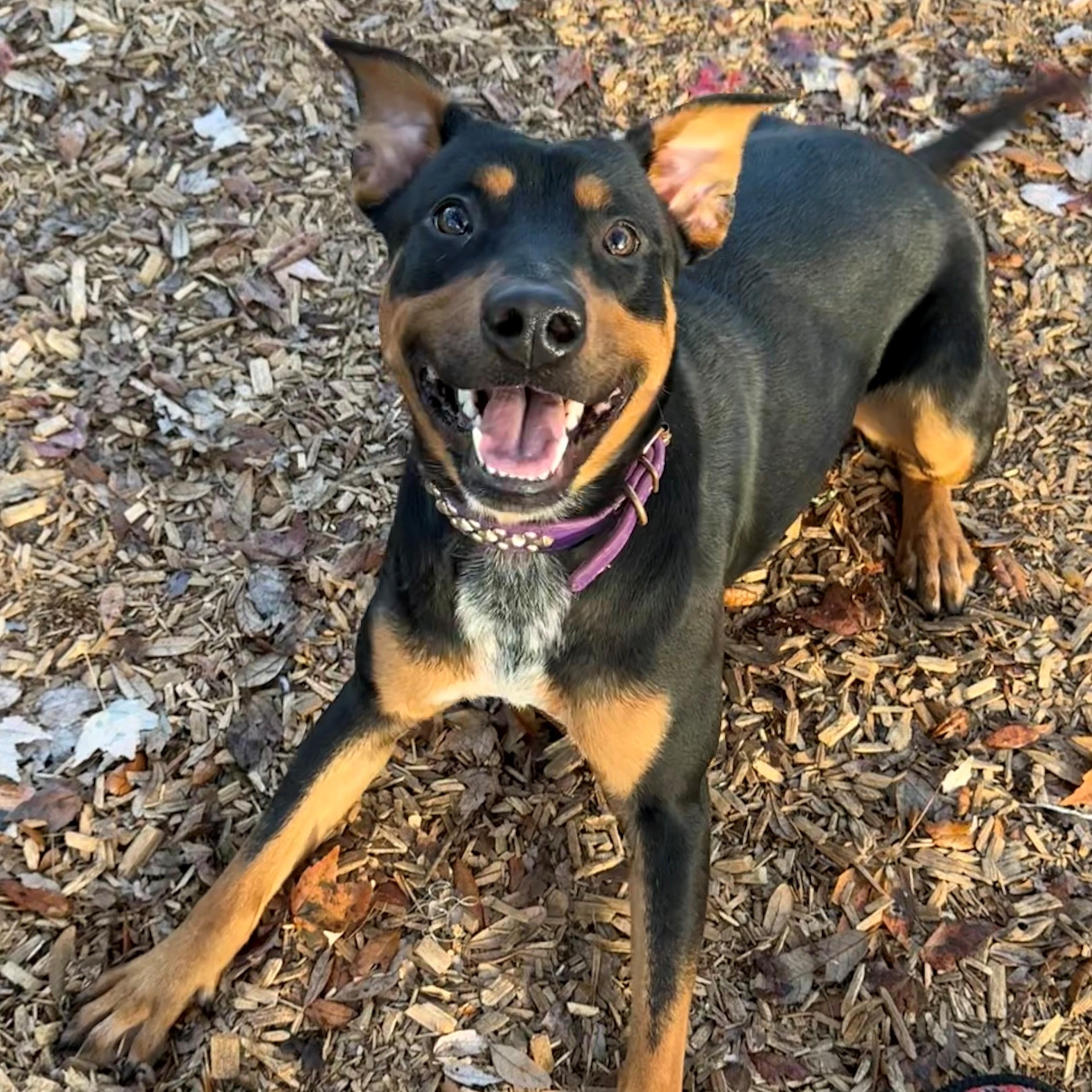 Enlarge Merry, a ADOPTABLE Mixed Breed in St. Augustine, FL image 1/3
