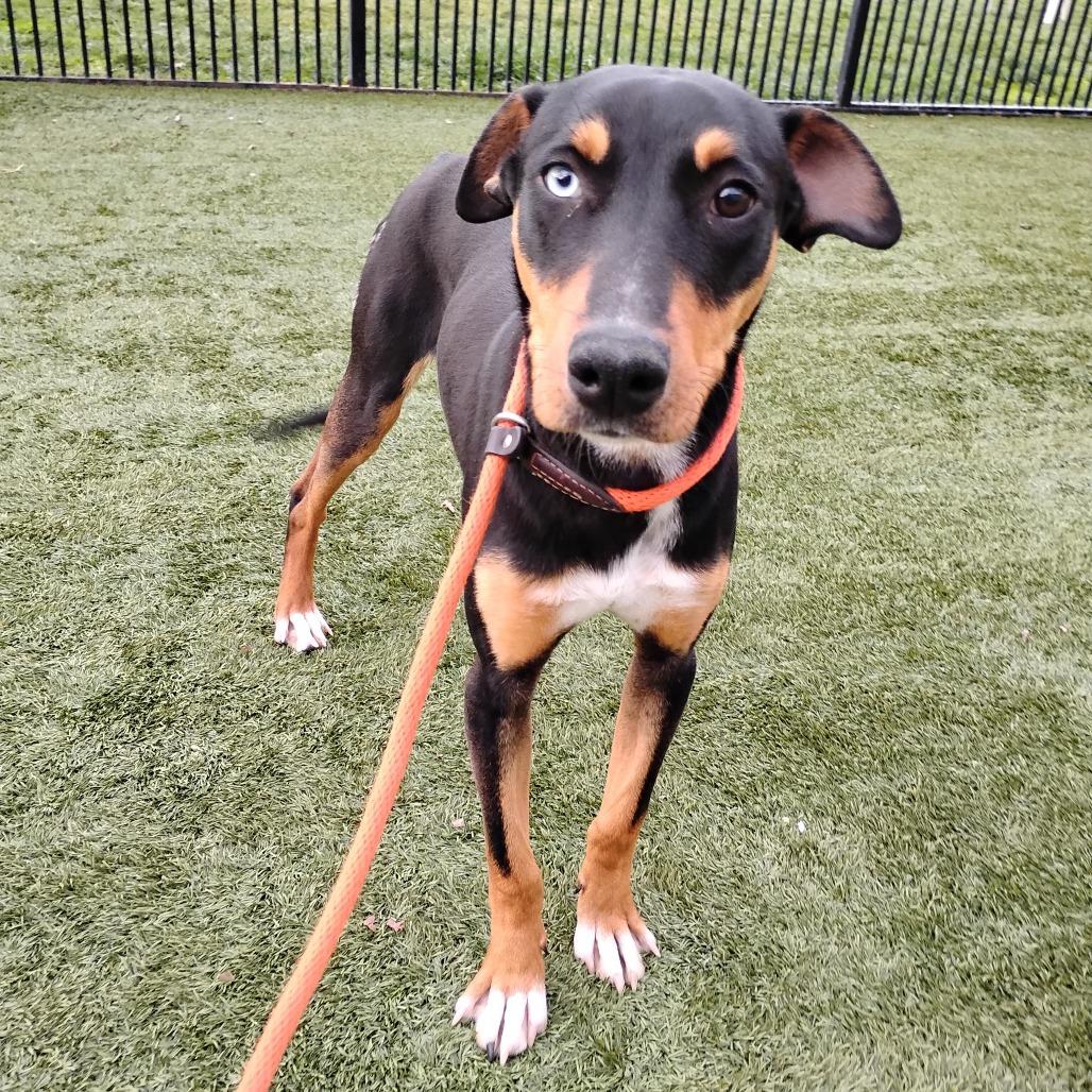 Enlarge BLUE, a Adoptable Doberman Pinscher in Pleasanton, CA image 1/4