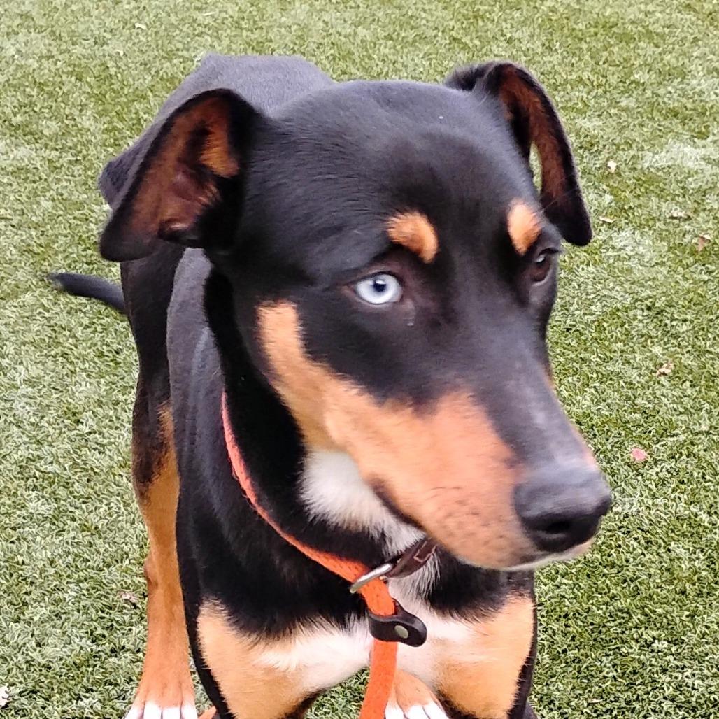 Enlarge BLUE, a Adoptable Doberman Pinscher in Pleasanton, CA image 2/6