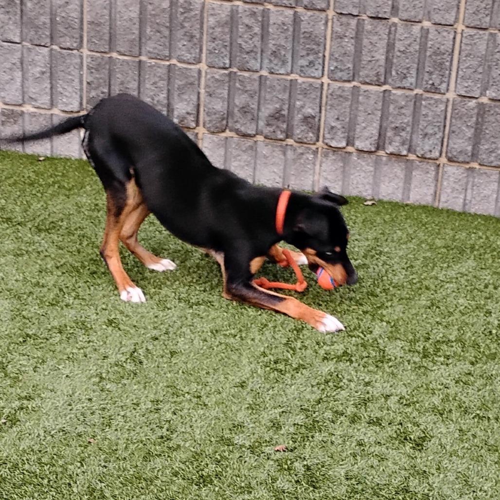 Enlarge BLUE, a Adoptable Doberman Pinscher in Pleasanton, CA image 2/4