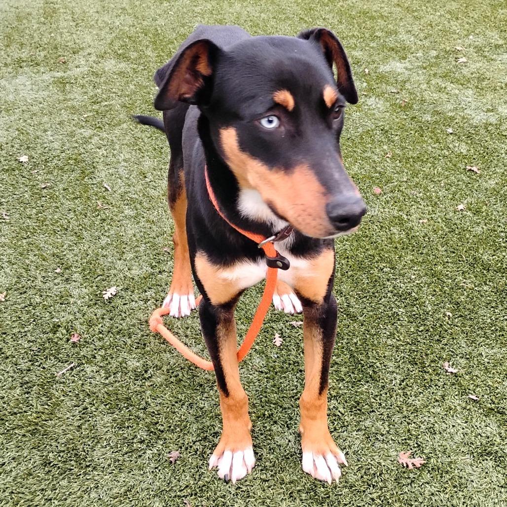 Enlarge BLUE, a Adoptable Doberman Pinscher in Pleasanton, CA image 3/4