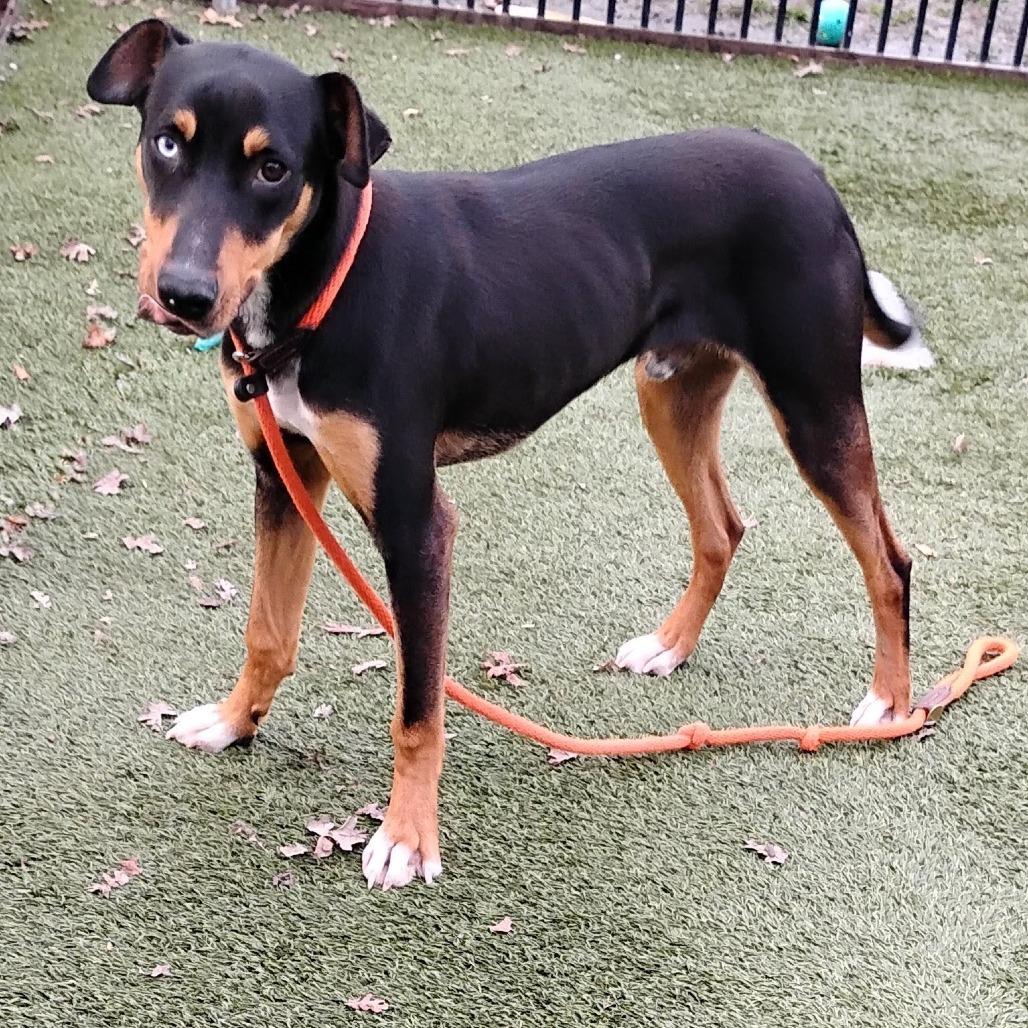 Enlarge BLUE, a Adoptable Doberman Pinscher in Pleasanton, CA image 4/4