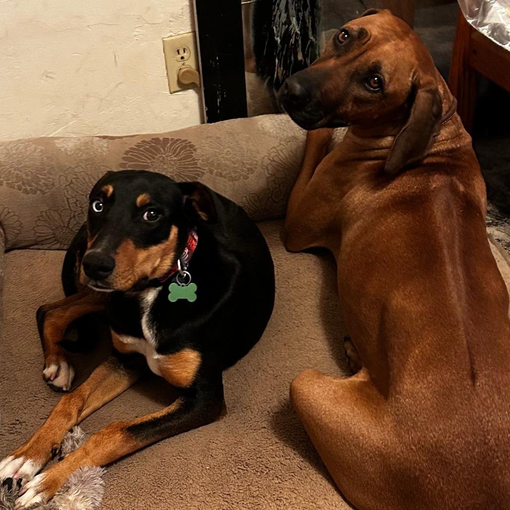 Enlarge BLUE, a Adoptable Doberman Pinscher in Pleasanton, CA image 6/6