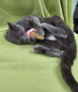 Odin, a ADOPTABLE Domestic Short Hair in Bucyrus, OH image 2/3