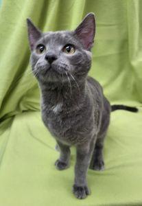 Odin, ADOPTABLE, Young Male Domestic Short Hair.