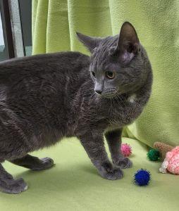 Odin, a ADOPTABLE Domestic Short Hair in Bucyrus, OH image 3/3