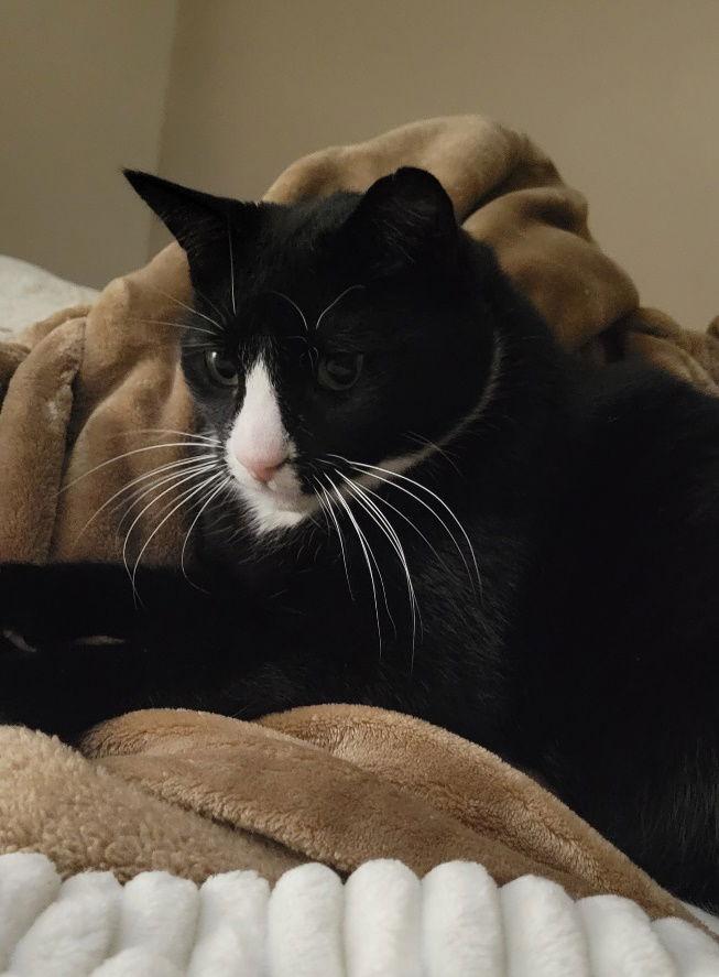 Enlarge Ziggy, a Adoptable Domestic Short Hair image 1/3