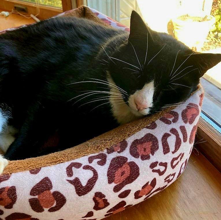 Enlarge Ziggy, a Adoptable Domestic Short Hair image 2/3