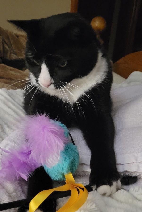 Enlarge Ziggy, a Adoptable Domestic Short Hair image 3/3