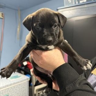 Soup, adopted, Puppy Female Mixed Breed.