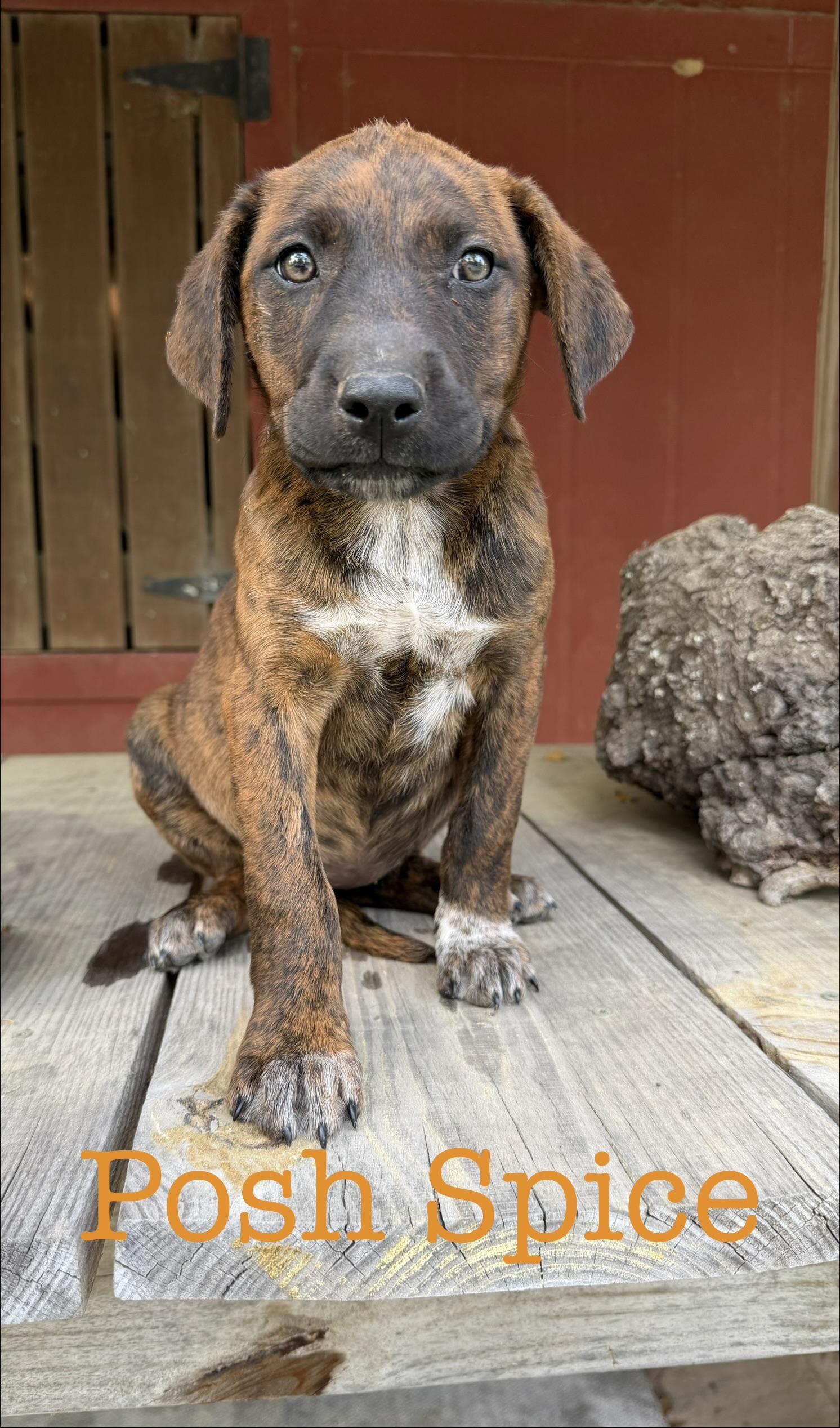 Enlarge Posh spice, a Adoptable Pit Bull Terrier in South Amboy, NJ image 1/1