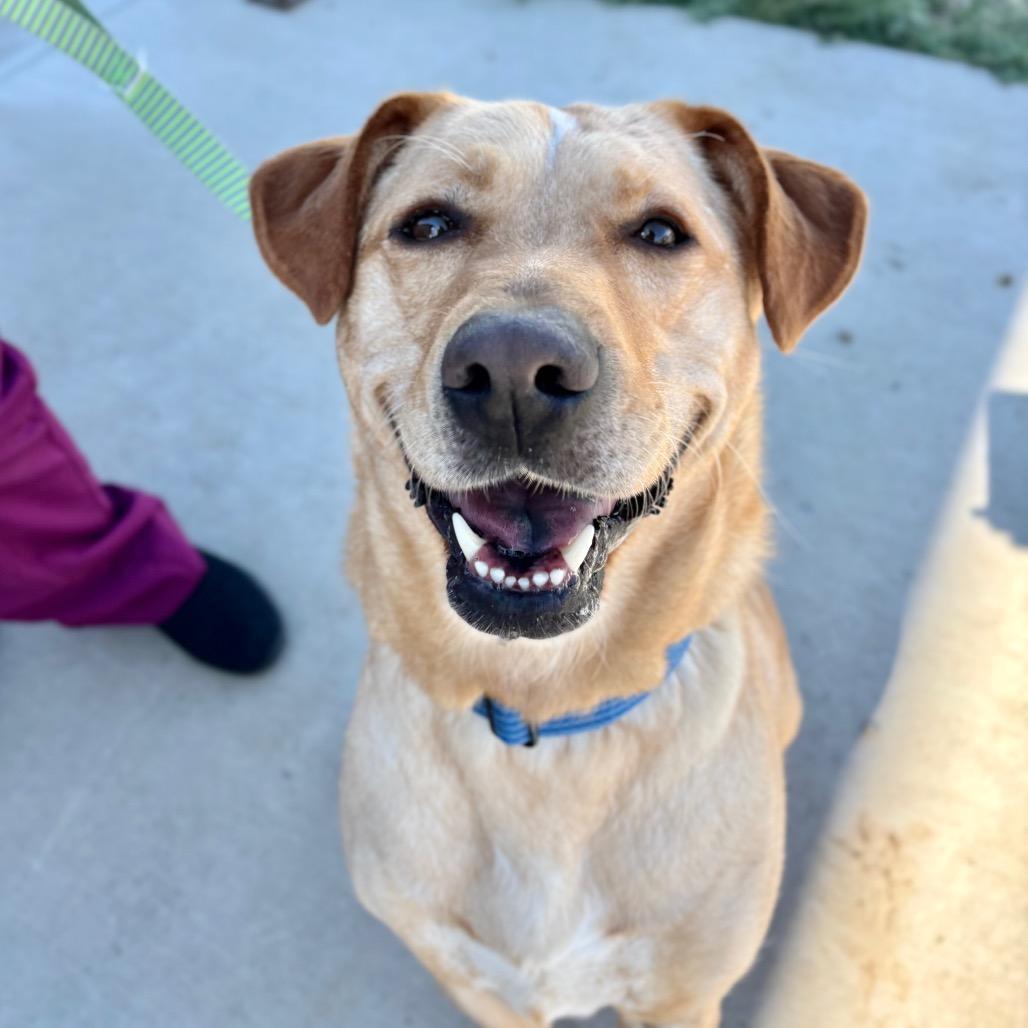 Enlarge Honey Bunn, a Adoptable mixed breed in Great Falls, MT image 1/4