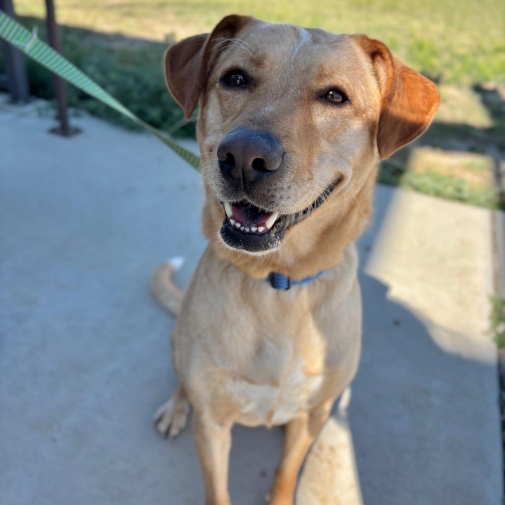 Enlarge Honey Bunn, a Adoptable mixed breed in Great Falls, MT image 2/4