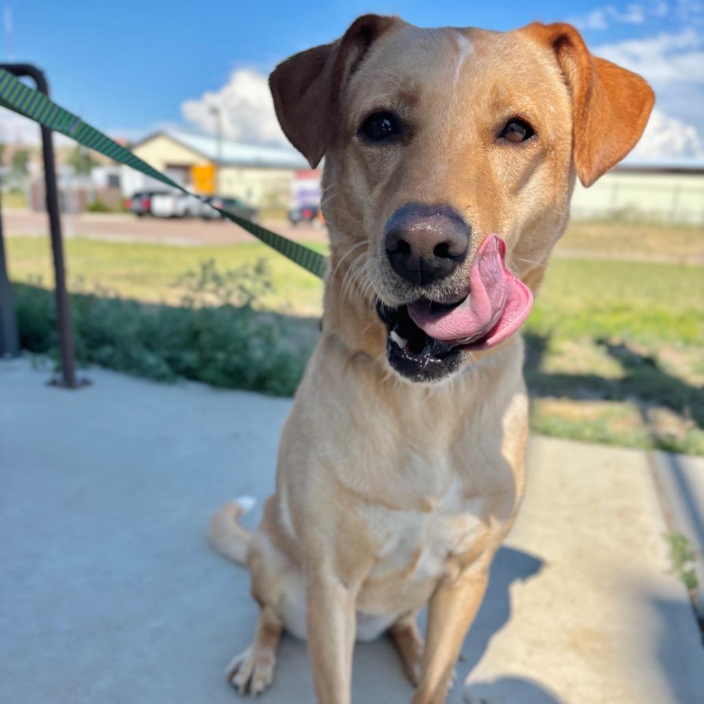 Enlarge Honey Bunn, a Adoptable mixed breed in Great Falls, MT image 3/4