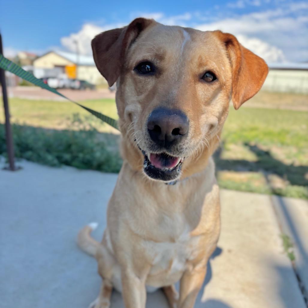 Enlarge Honey Bunn, a Adoptable mixed breed in Great Falls, MT image 4/4