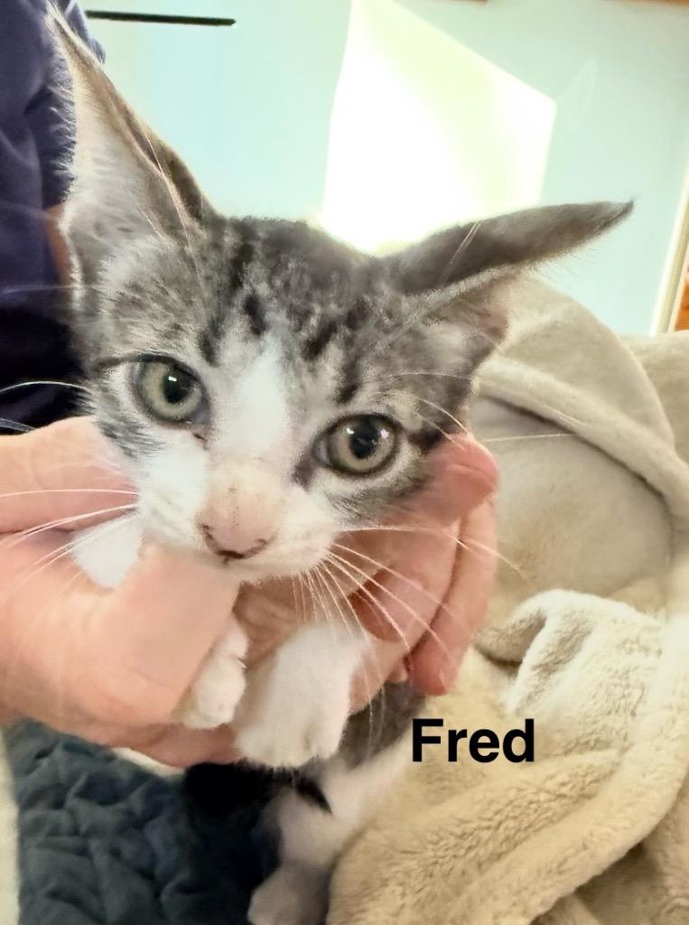 Fred, a Adoptable mixed breed in Spring, TX image 1/2