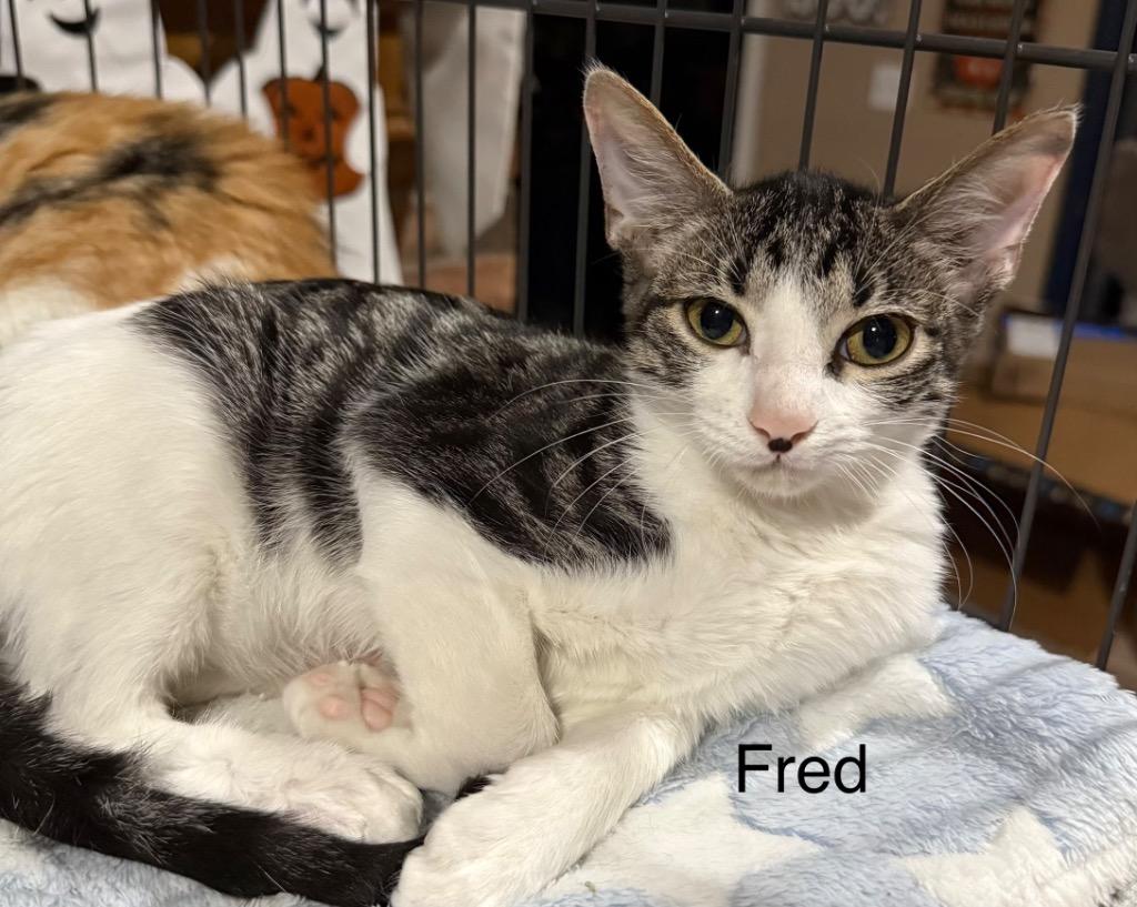Fred, a Adoptable mixed breed in Spring, TX image 2/2