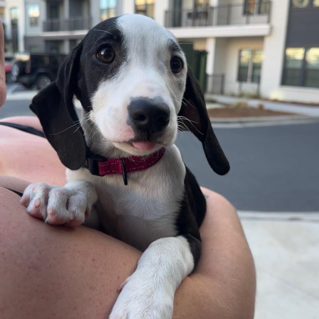 Enlarge Saffron, a Adoptable mixed breed in Charlotte, NC image 4/5