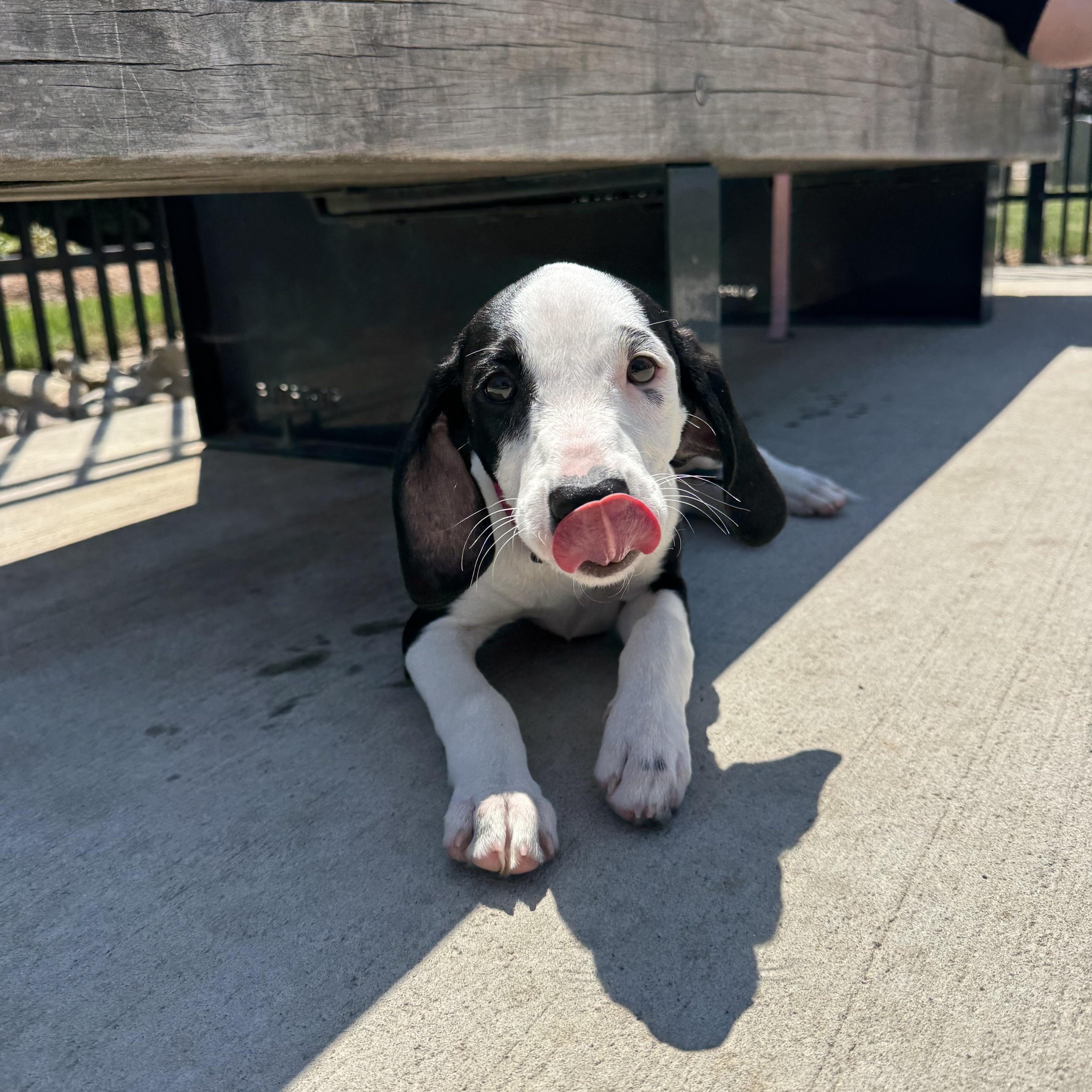 Enlarge Saffron, a Adoptable mixed breed in Charlotte, NC image 2/5
