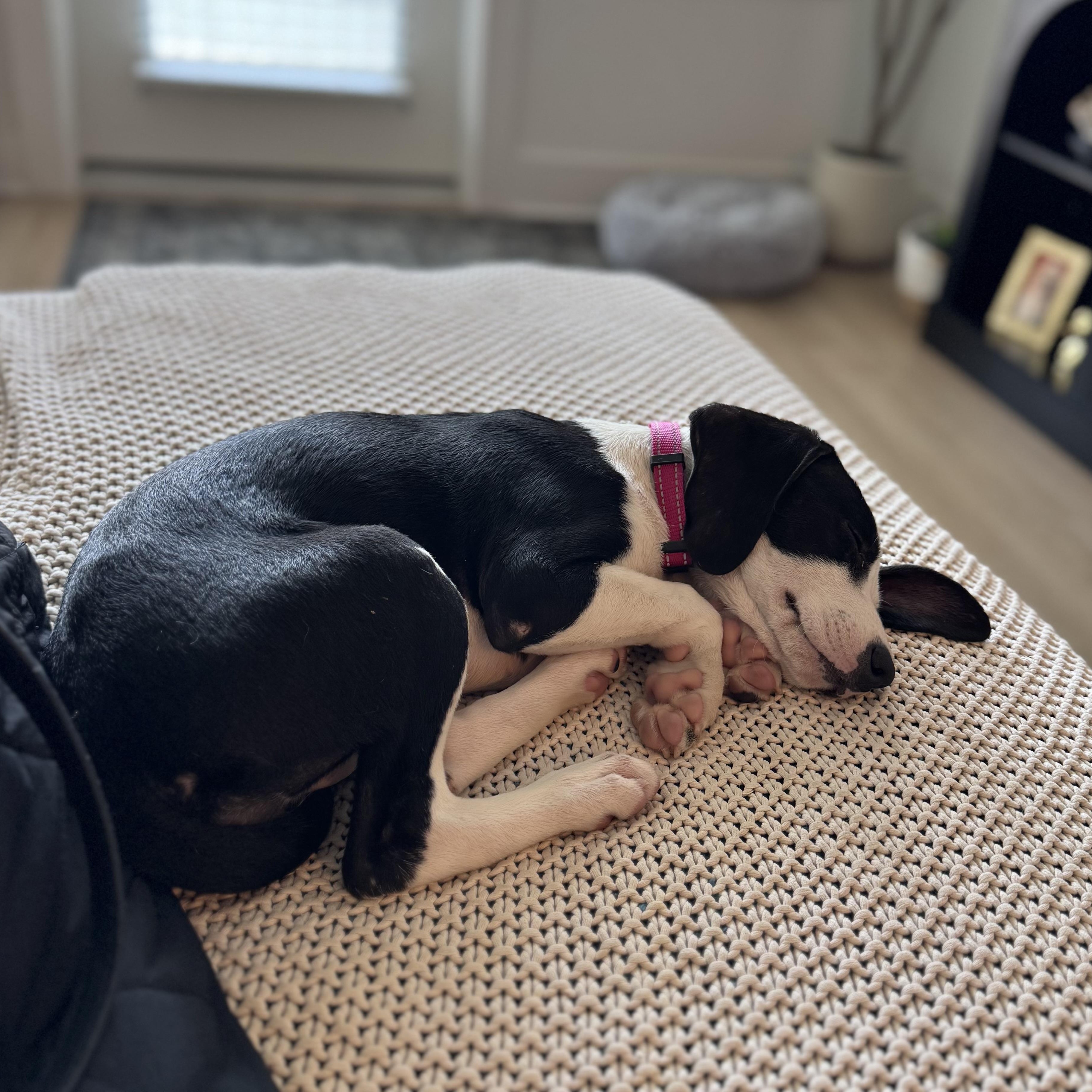 Enlarge Saffron, a Adoptable mixed breed in Charlotte, NC image 3/5