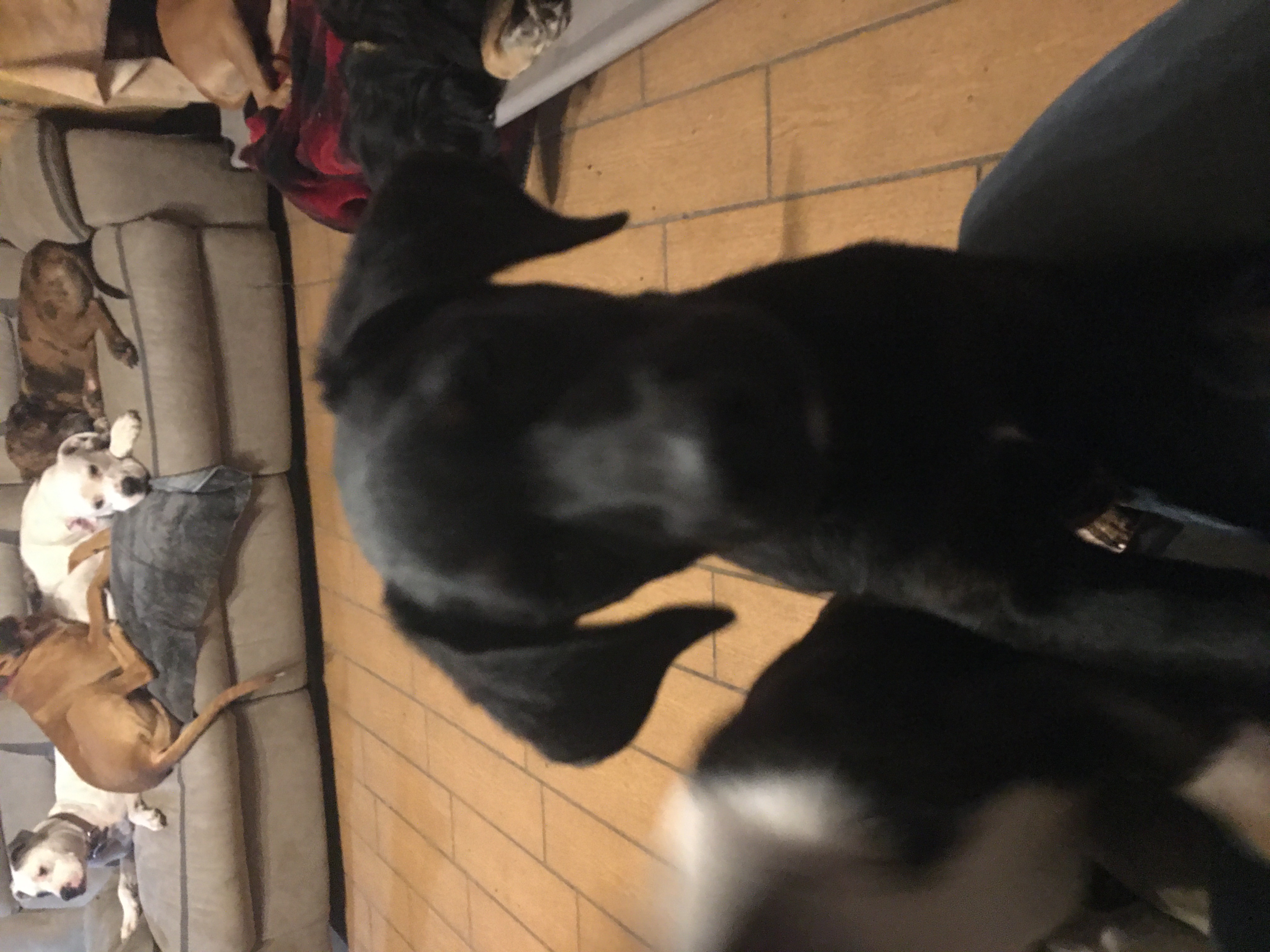 Rocky, an adoptable mixed breed in Pine Bluff, AR image 2/5