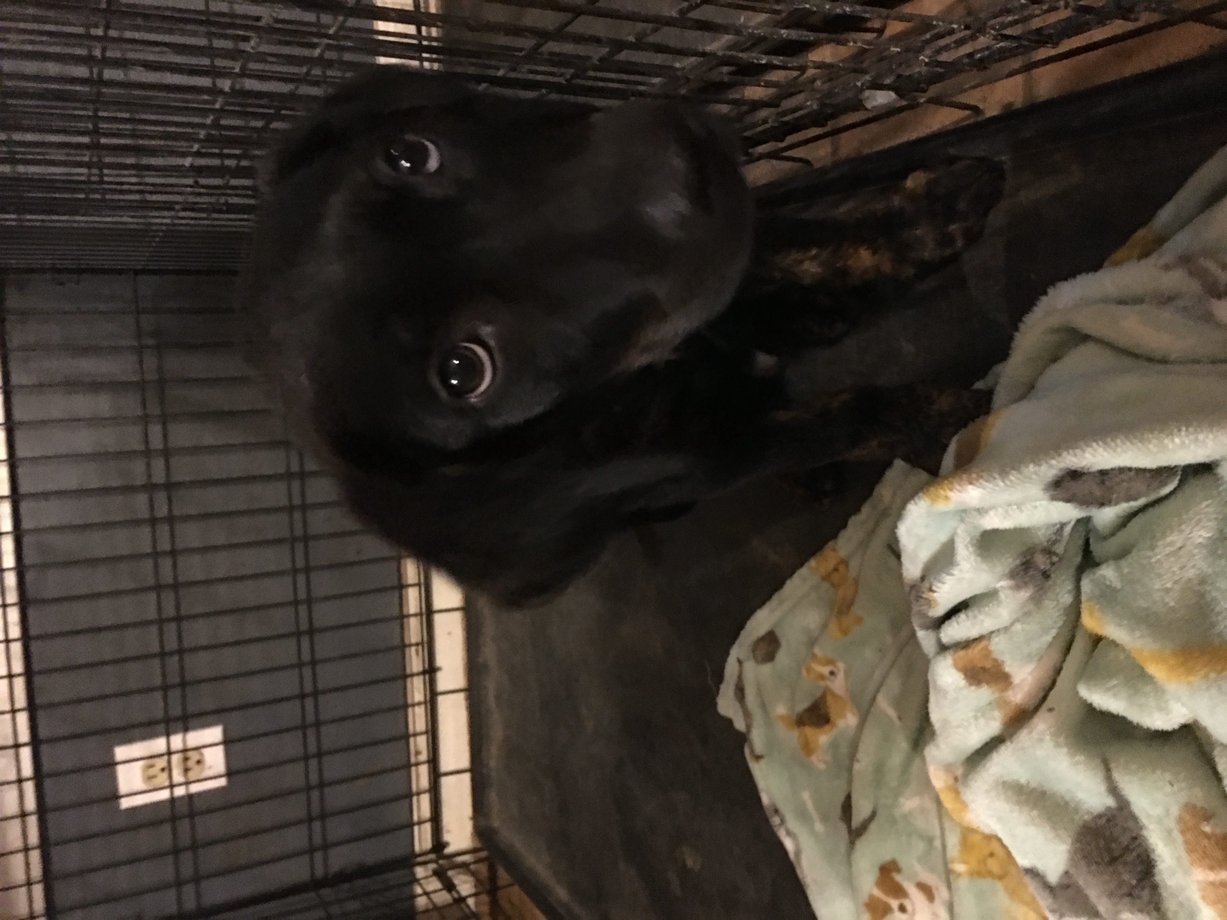 Rocky, an adoptable mixed breed in Pine Bluff, AR image 3/5