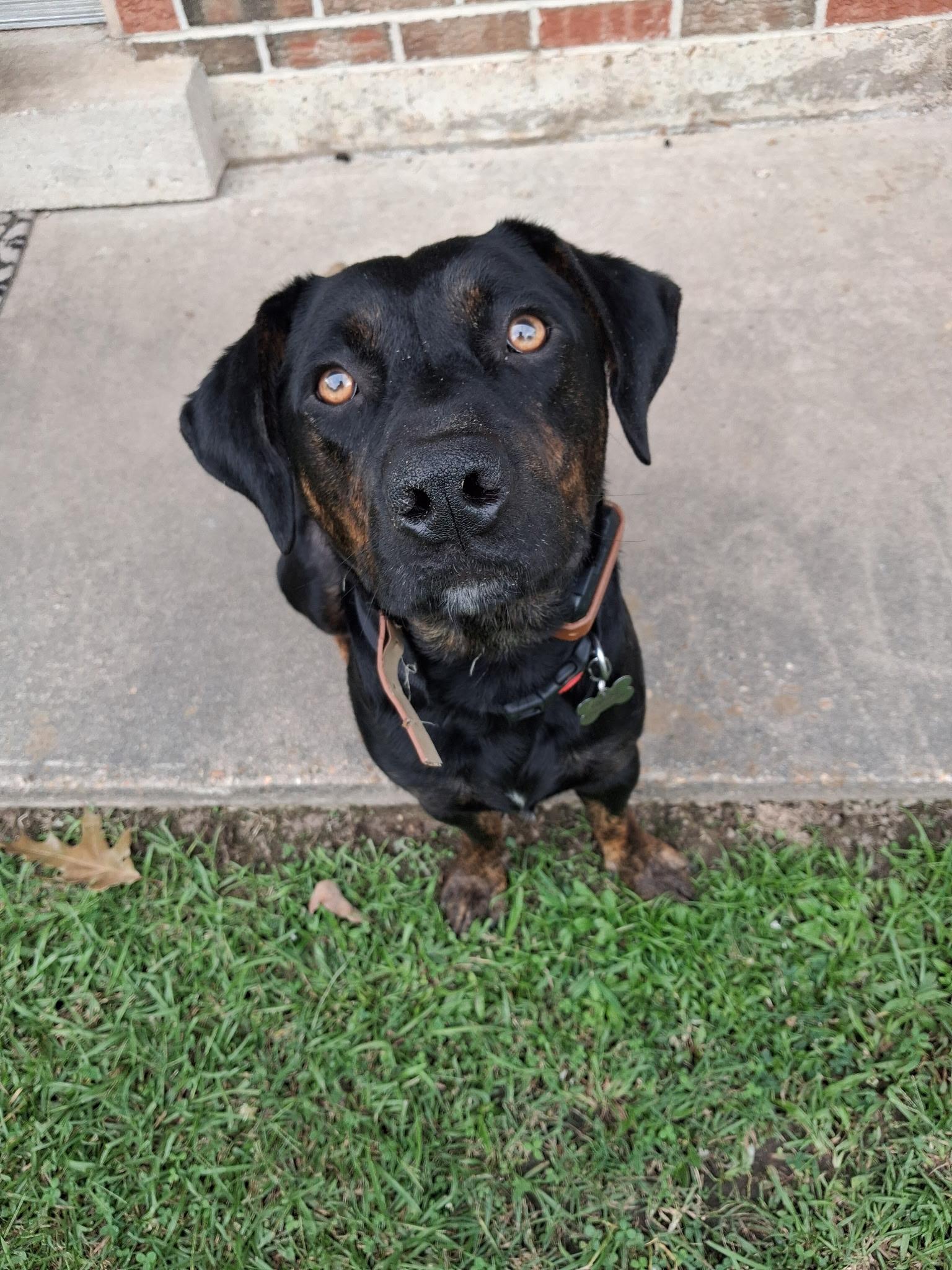 Rocky, an adoptable mixed breed in Pine Bluff, AR image 1/5