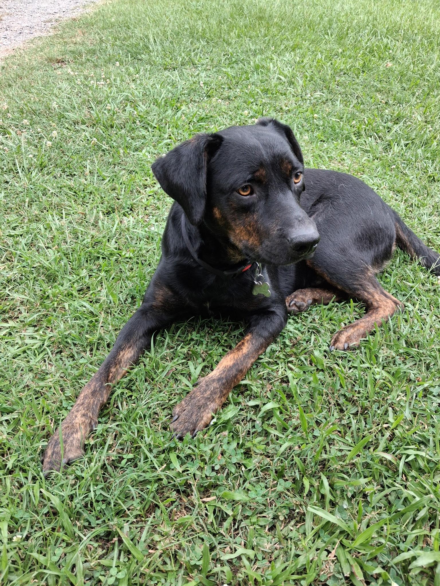 Rocky, an adoptable mixed breed in Pine Bluff, AR image 5/5