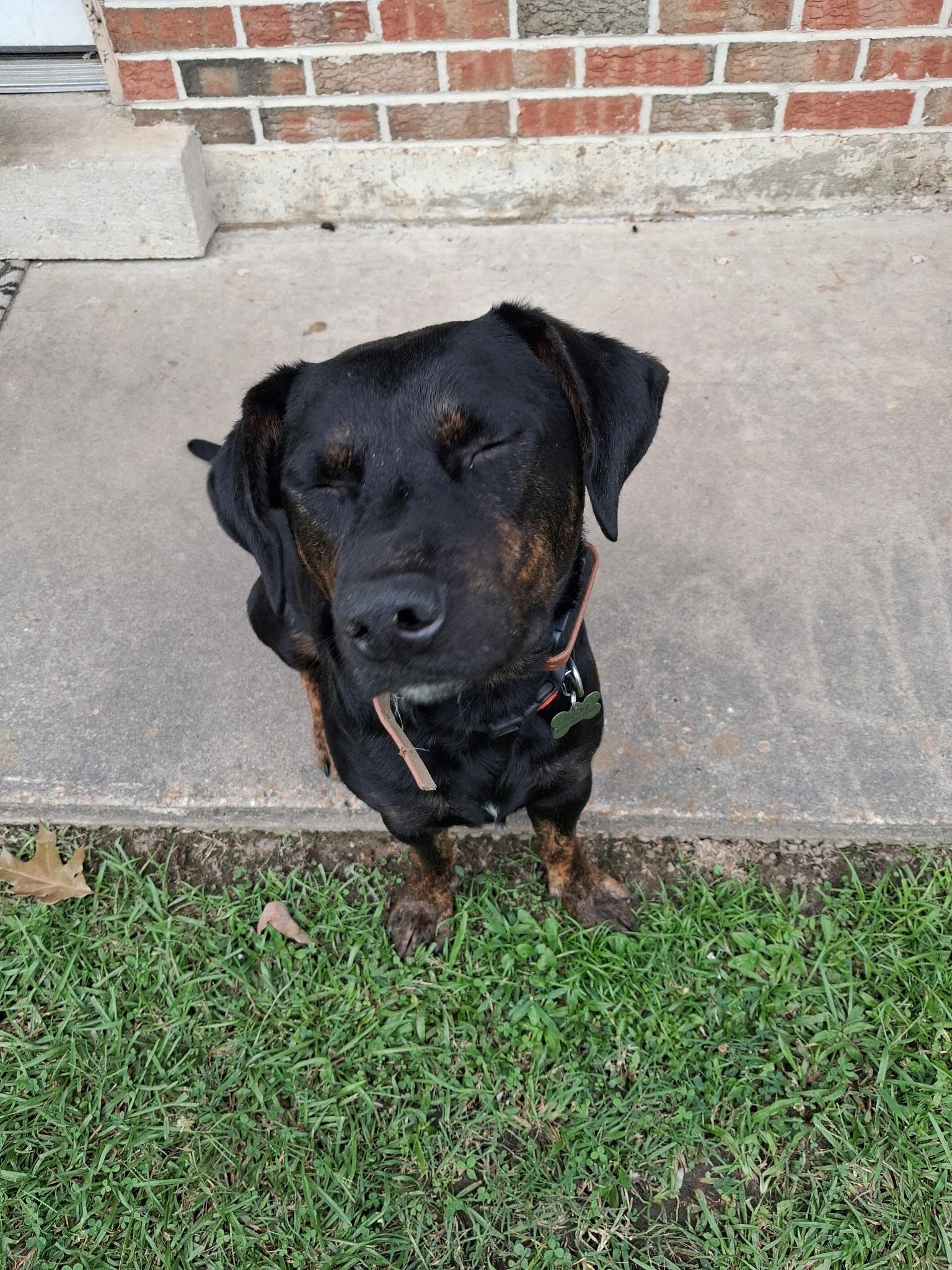 Rocky, an adoptable mixed breed in Pine Bluff, AR image 4/5