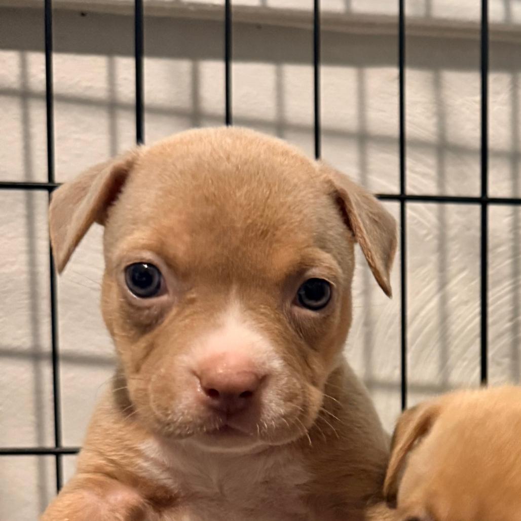 Enlarge Cupcake, a Adoptable mixed breed in Grapevine, TX image 1/5