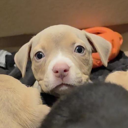 Enlarge Cupcake, a Adoptable mixed breed in Grapevine, TX image 2/5