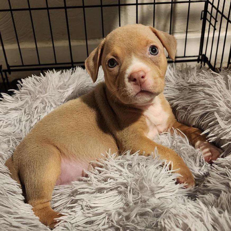 Enlarge Cupcake, a Adoptable mixed breed in Grapevine, TX image 3/5