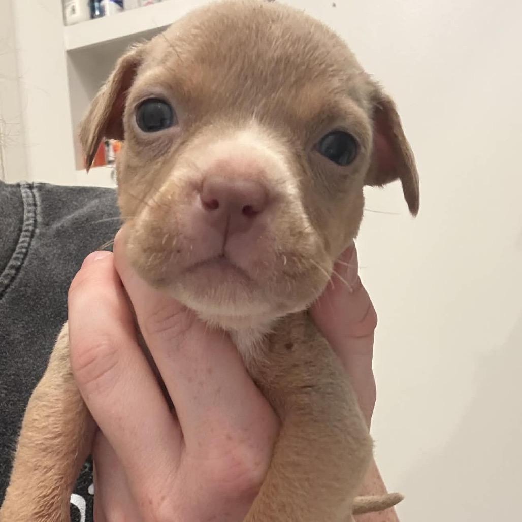 Enlarge Cupcake, a Adoptable mixed breed in Grapevine, TX image 4/5