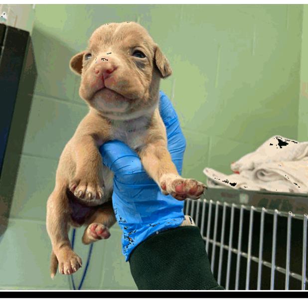 Enlarge Cupcake, a Adoptable mixed breed in Grapevine, TX image 5/5