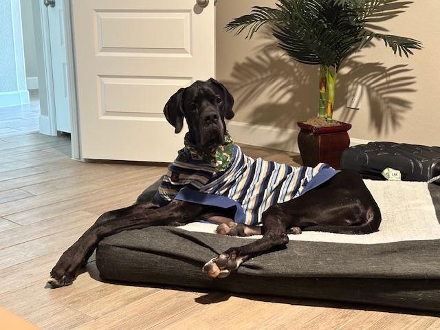 Enlarge Duke, a Adopted Great Dane in Austin, TX image 4/5